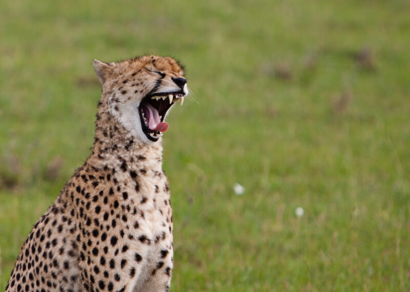 Cheetah in Kenya — A beautiful Cheetah poses for the camera on a safari in Masi Mara, Kenya in West Africa Maasai Mara — Africa, Kenya, animals, cats, Big Cats