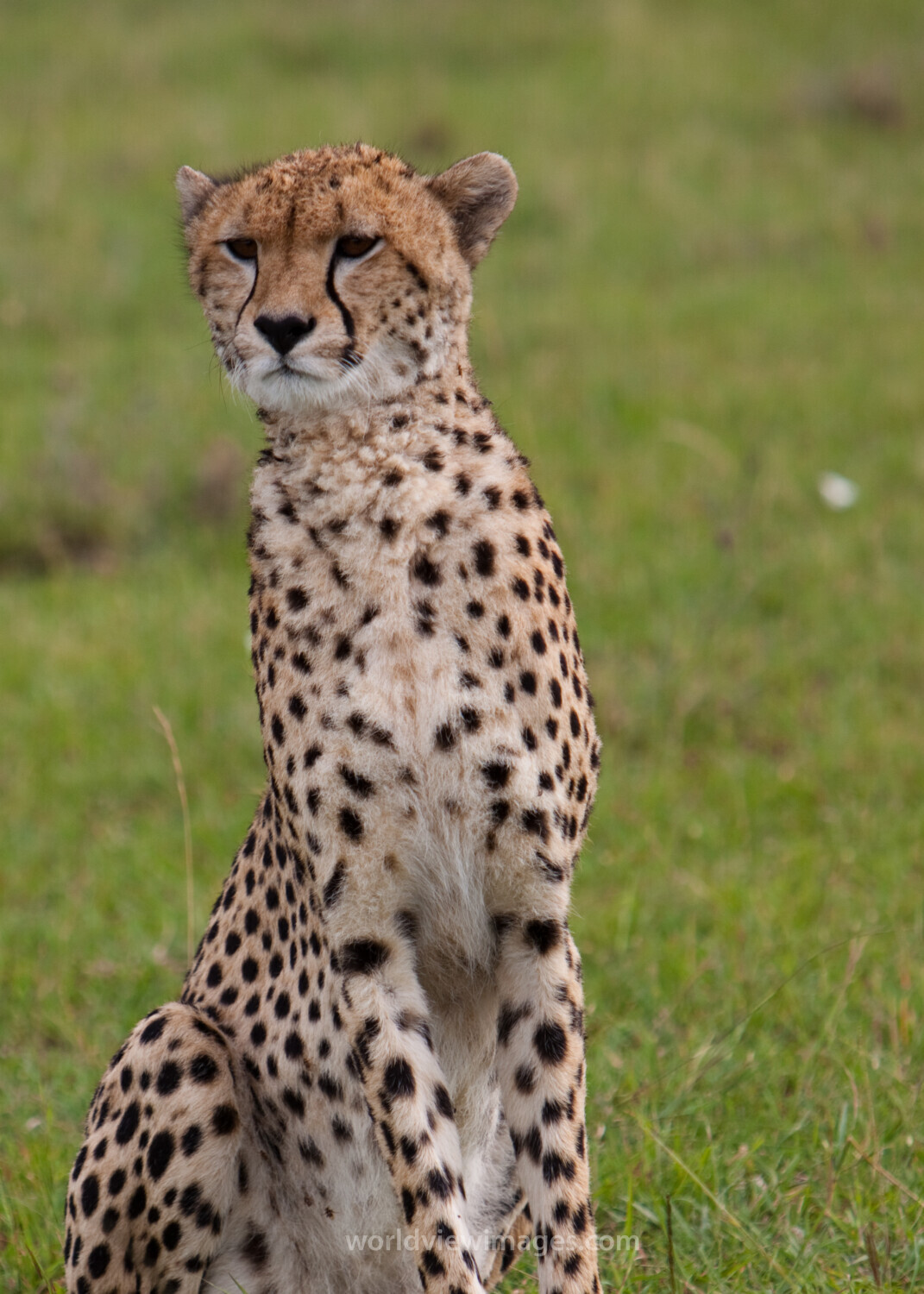 Cheetah in Kenya