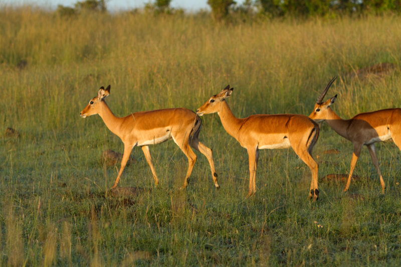 Gerenuk in Kenya — Gerenuk in the morning light in Masai Mara, Kenya Maasai Mara — Africa, Kenya, animals, Antelopes, Gerenuk