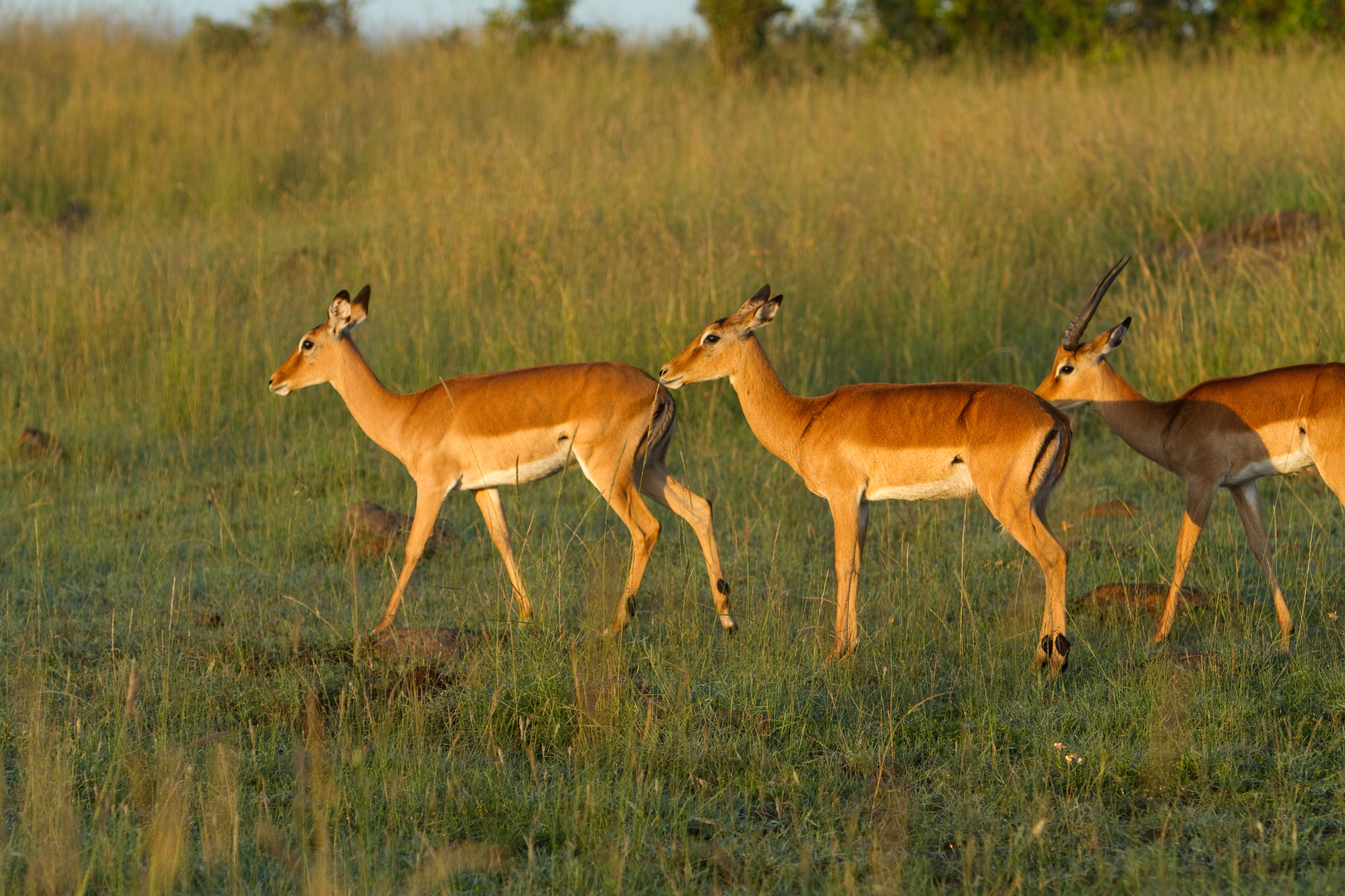 Gerenuk in Kenya