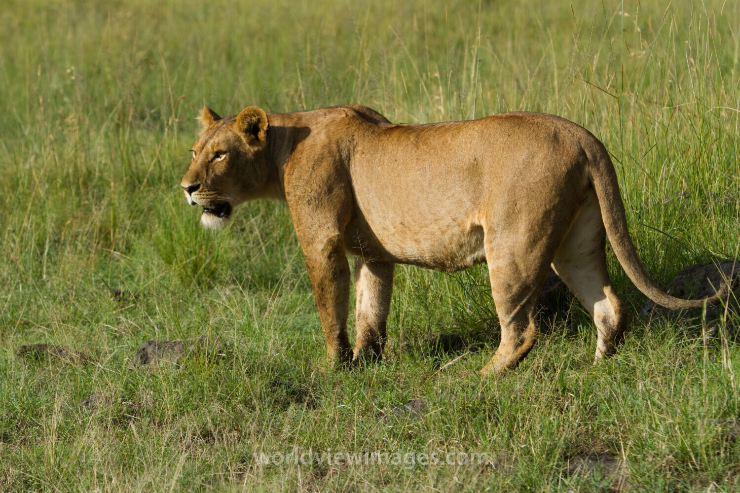 Lions in Kenya