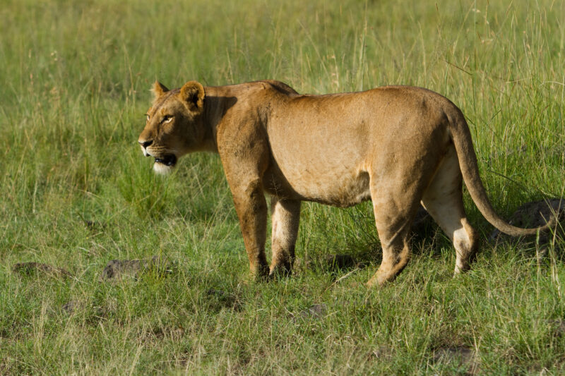 Lions in Kenya — Lions of Masai Mara Game Park in Kenya Maasai Mara — Africa, Kenya, lion, lions, king