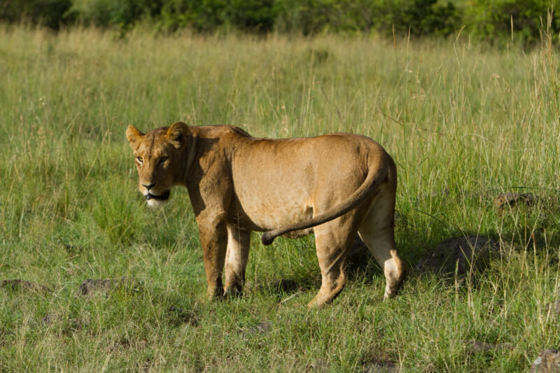 Lions in Kenya — Lions of Masai Mara Game Park in Kenya Maasai Mara — Africa, Kenya, lion, lions, king