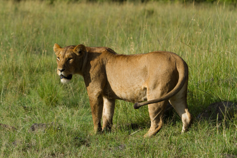 Lions in Kenya — Lions of Masai Mara Game Park in Kenya Maasai Mara — Africa, Kenya, lion, lions, king