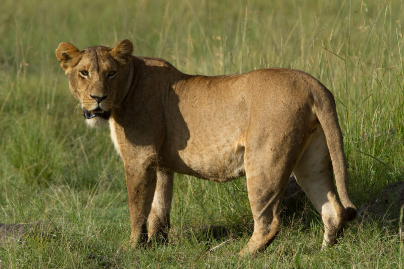 Lions in Kenya — Lions of Masai Mara Game Park in Kenya Maasai Mara — Africa, Kenya, lion, lions, king
