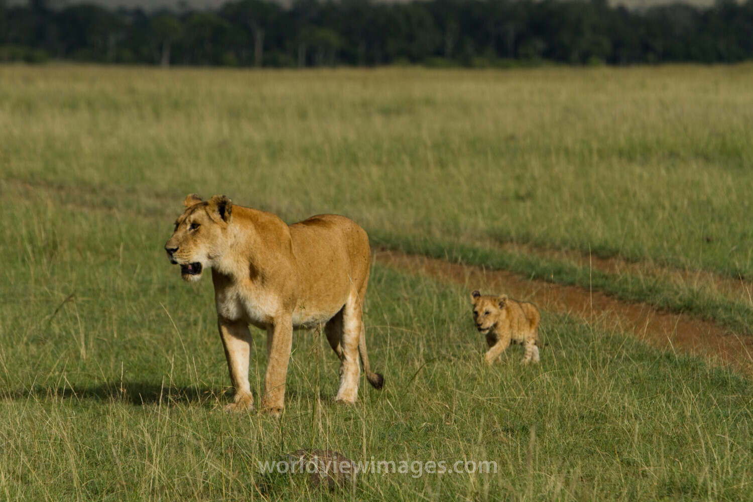 Lions in Kenya