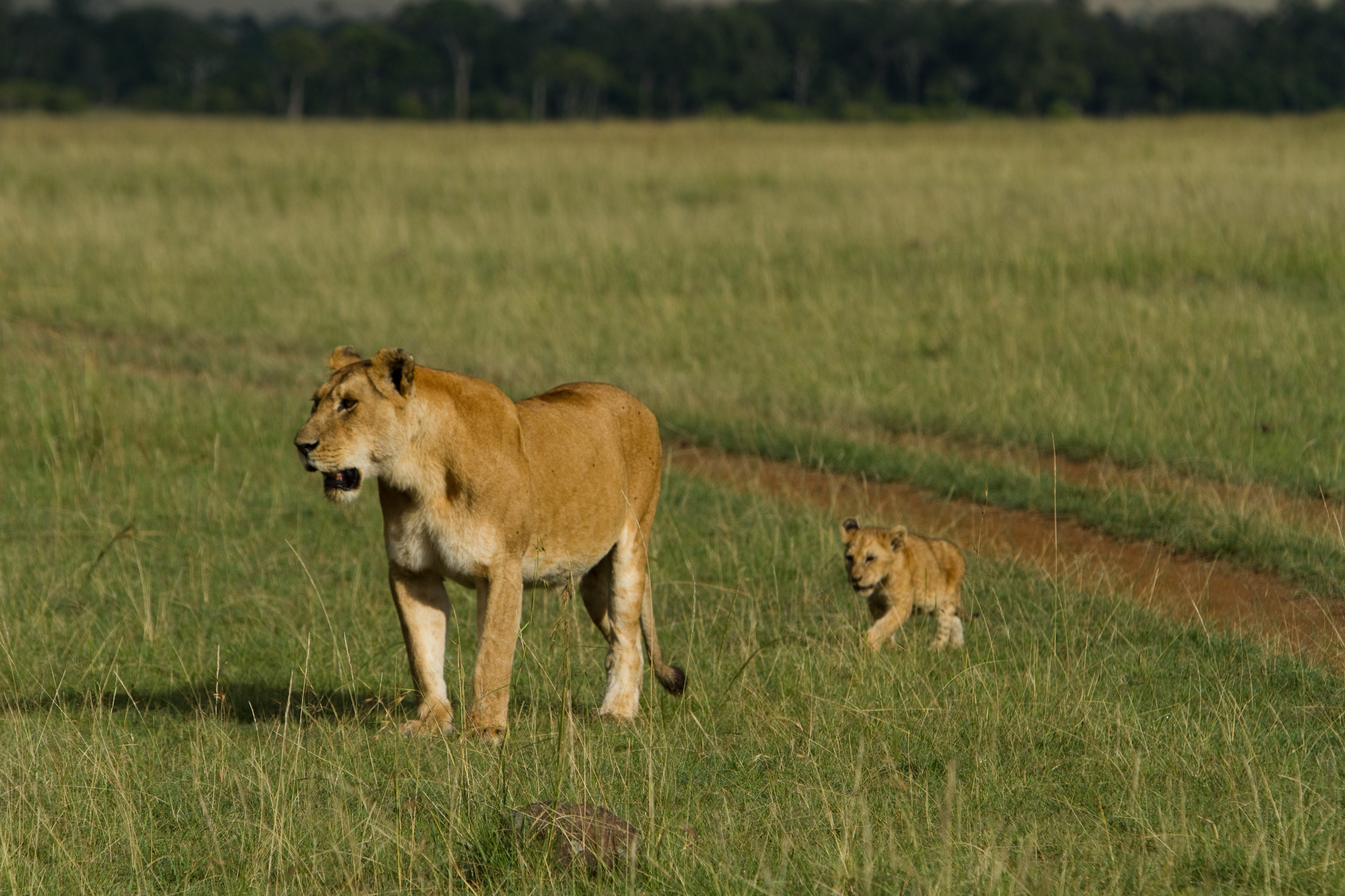 Lions in Kenya