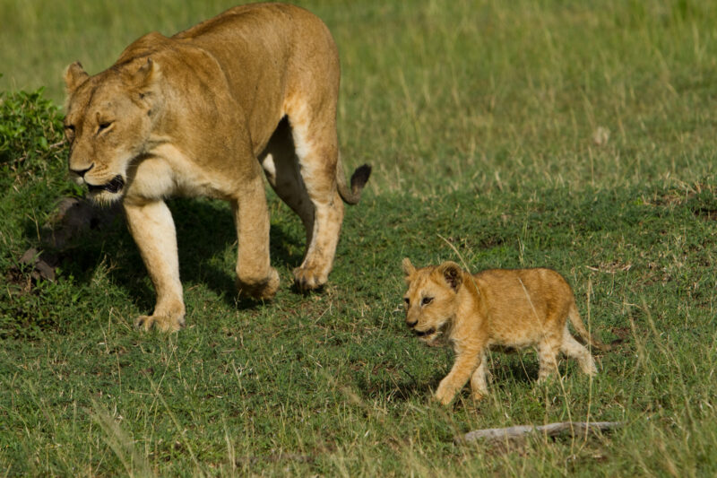 Lions in Kenya — Lions of Masai Mara Game Park in Kenya Maasai Mara — Africa, Kenya, lion, lions, king