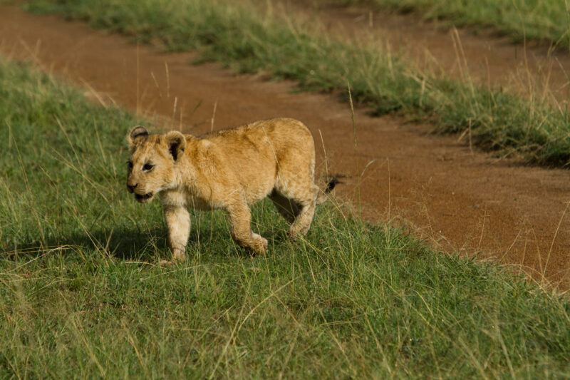 Baby Lion Cubs in Kenya — Lions of Masai Mara Game Park in Kenya Maasai Mara — Africa, Kenya, lion, lions, king