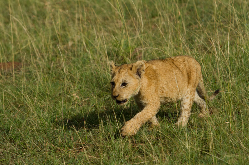 Baby Lion Cubs in Kenya — Lions of Masai Mara Game Park in Kenya Maasai Mara — Africa, Kenya, lion, lions, king