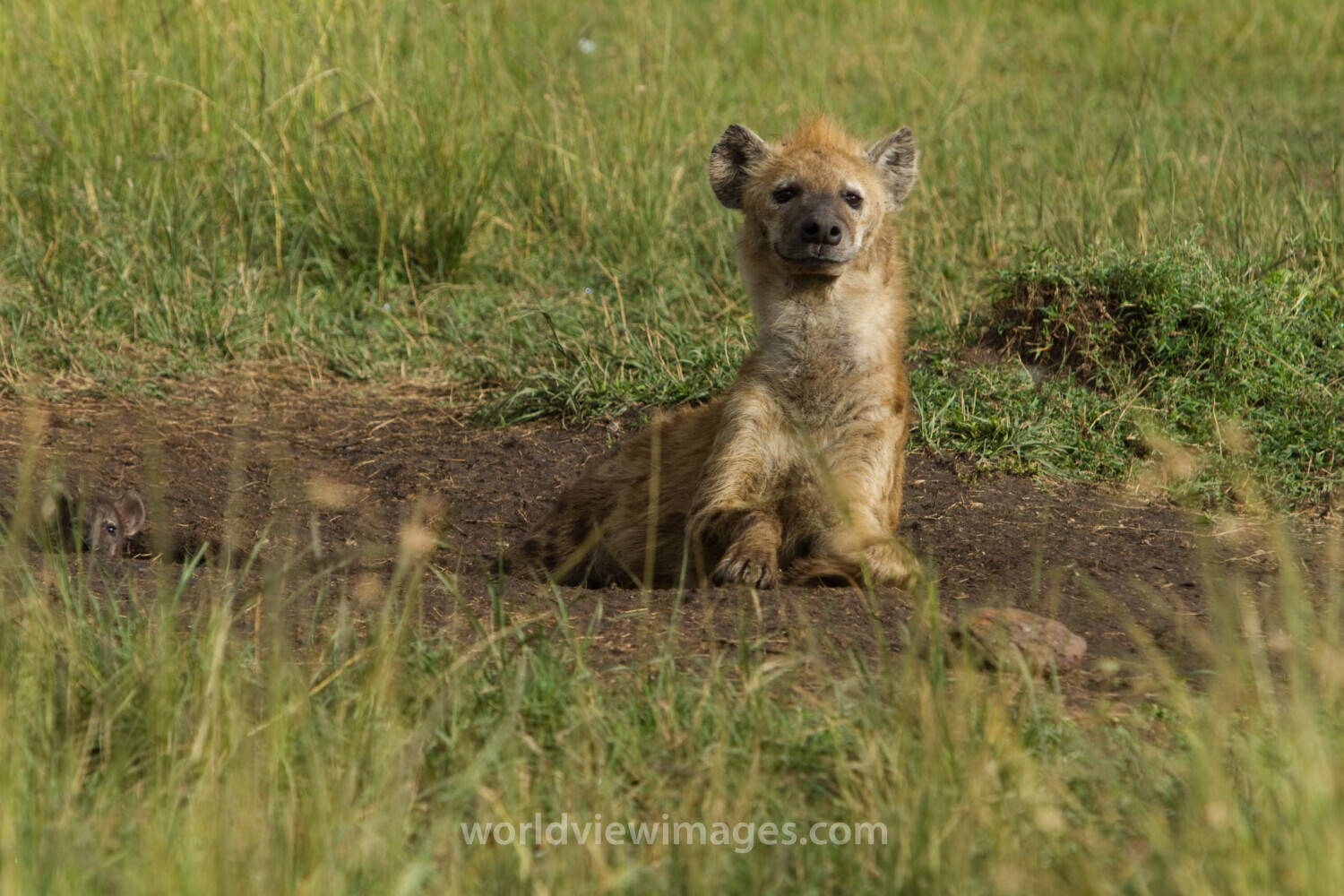Hyenas in Kenya