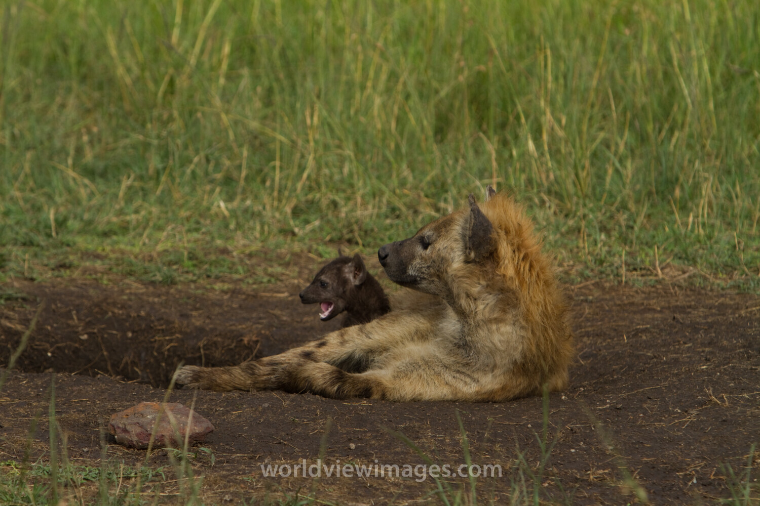 Hyenas in Kenya