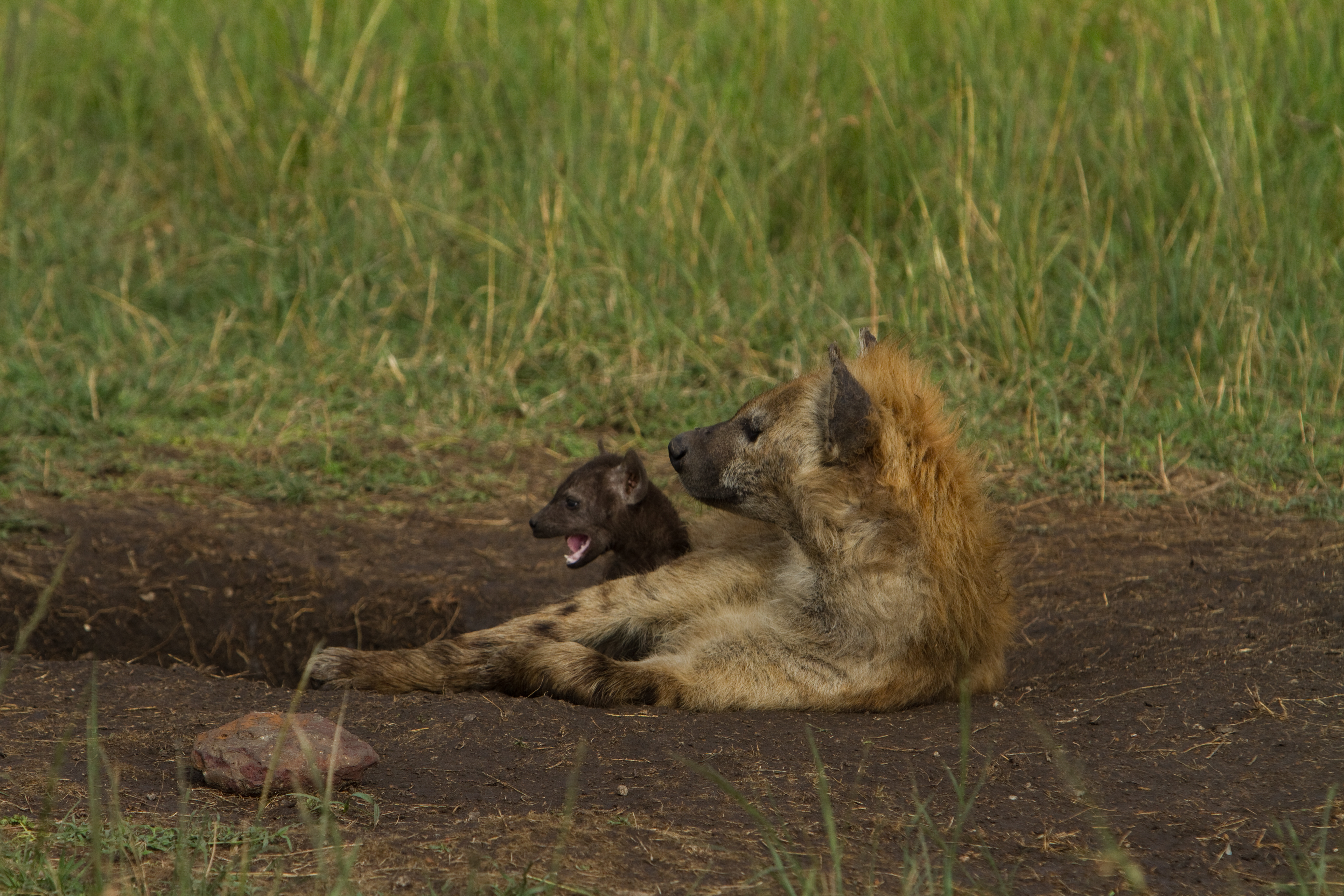 Hyenas in Kenya