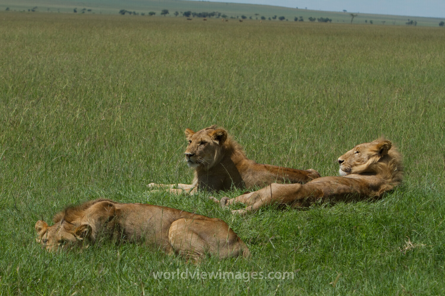 Lions in Kenya