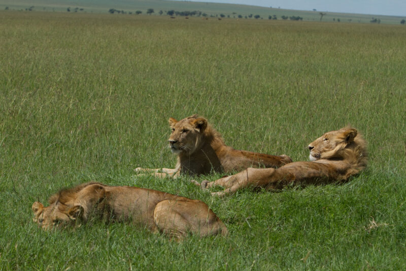 Lions in Kenya — Lions of Masai Mara Game Park in Kenya Maasai Mara — Africa, Kenya, lion, lions, king