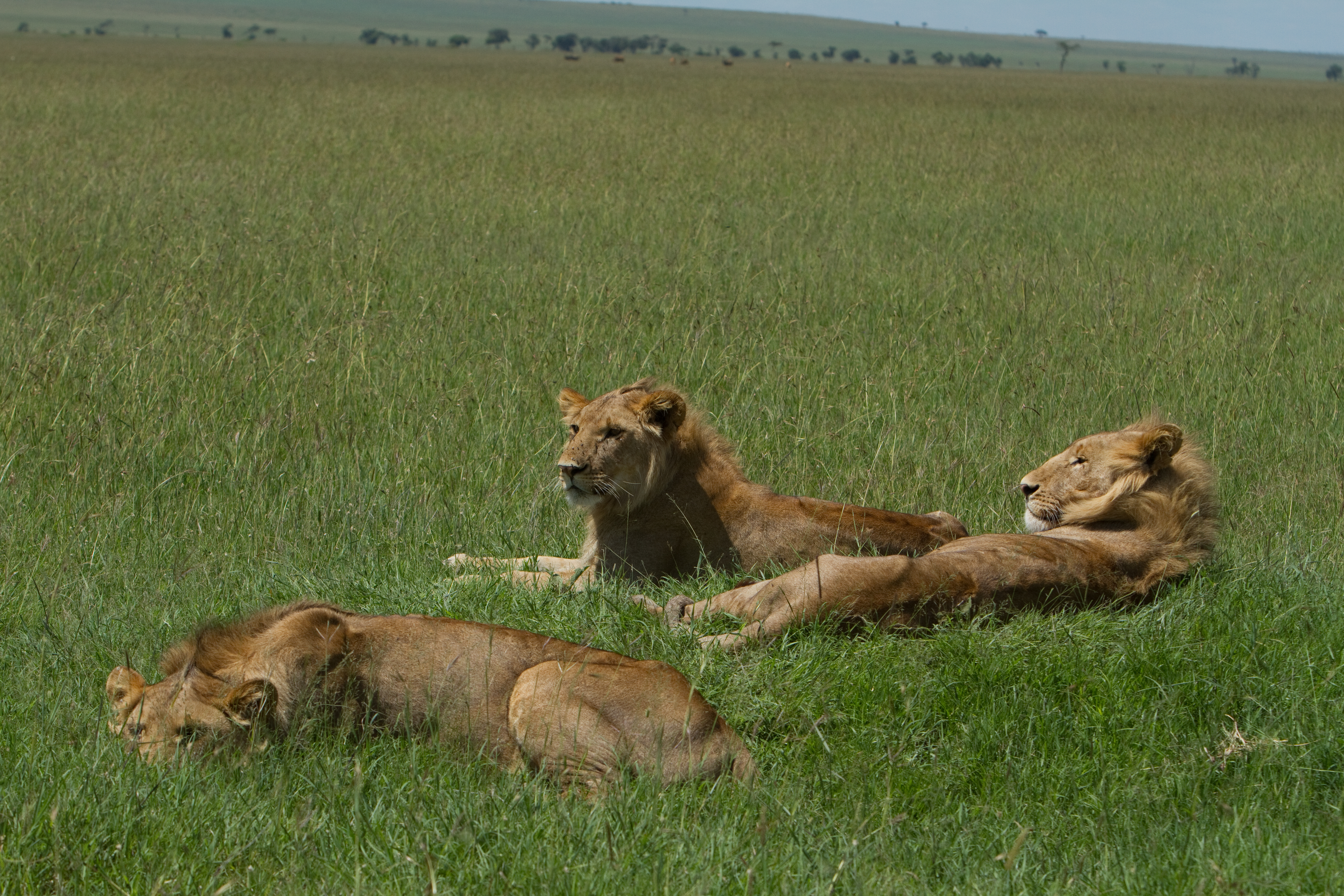 Lions in Kenya