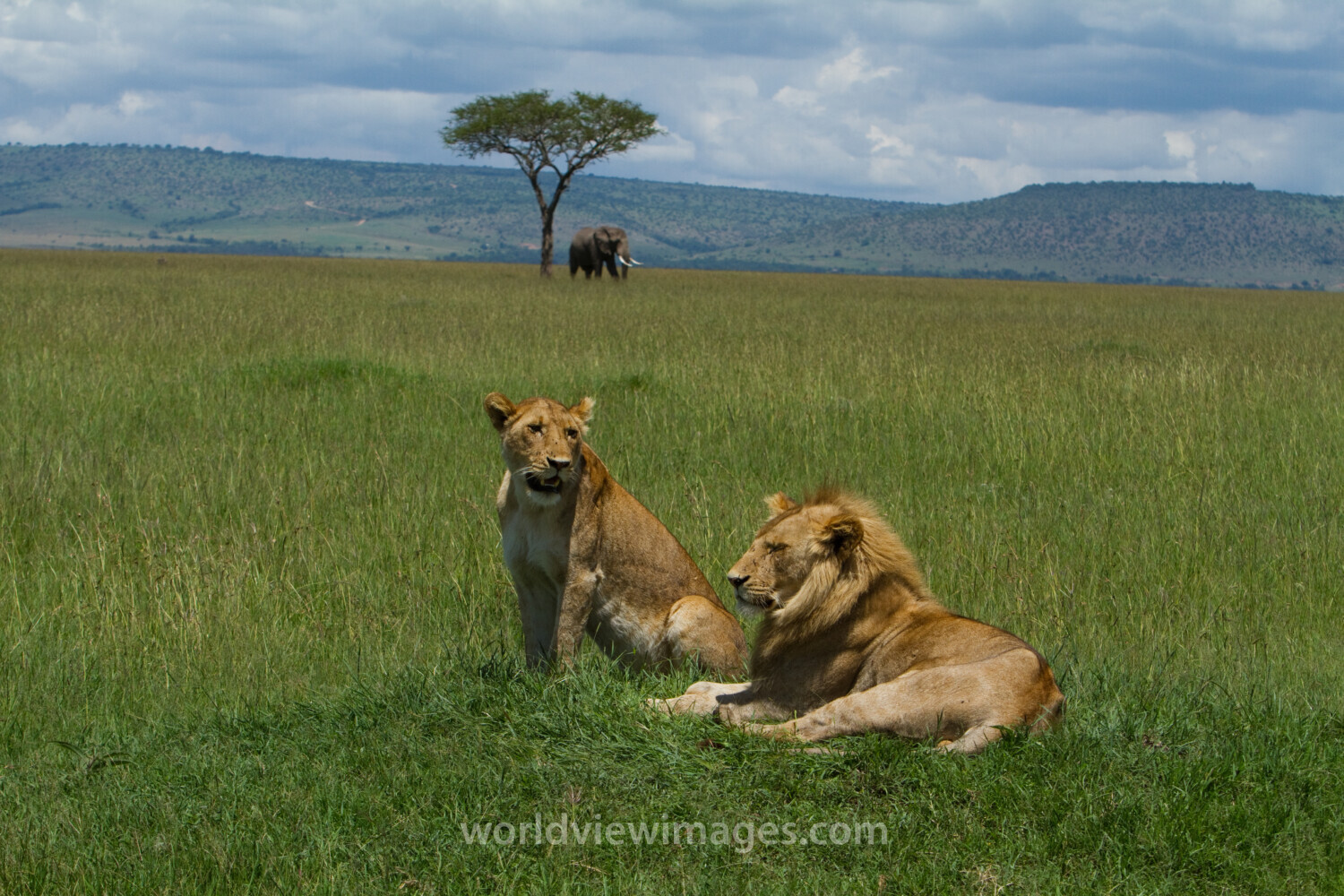 Lions in Kenya