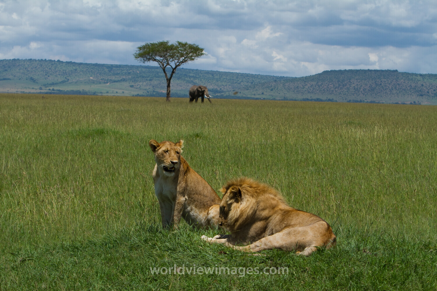 Lions in Kenya