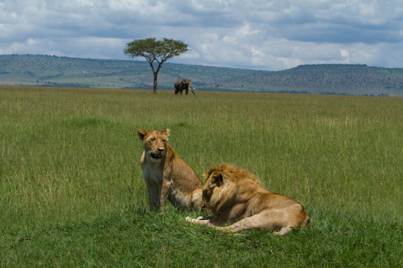 Lions in Kenya — Lions of Masai Mara Game Park in Kenya Maasai Mara — Africa, Kenya, lion, lions, king