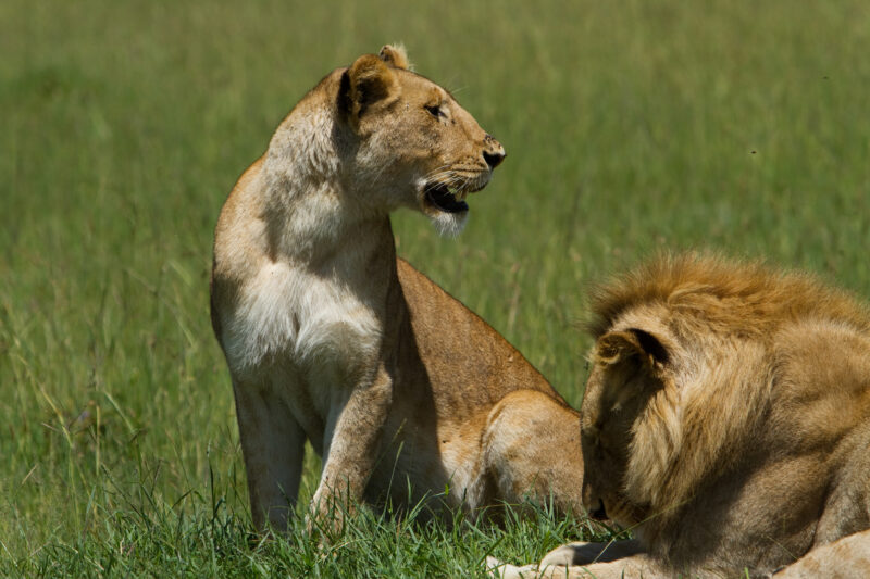 Lions in Kenya — Lions of Masai Mara Game Park in Kenya Maasai Mara — Africa, Kenya, lion, lions, king