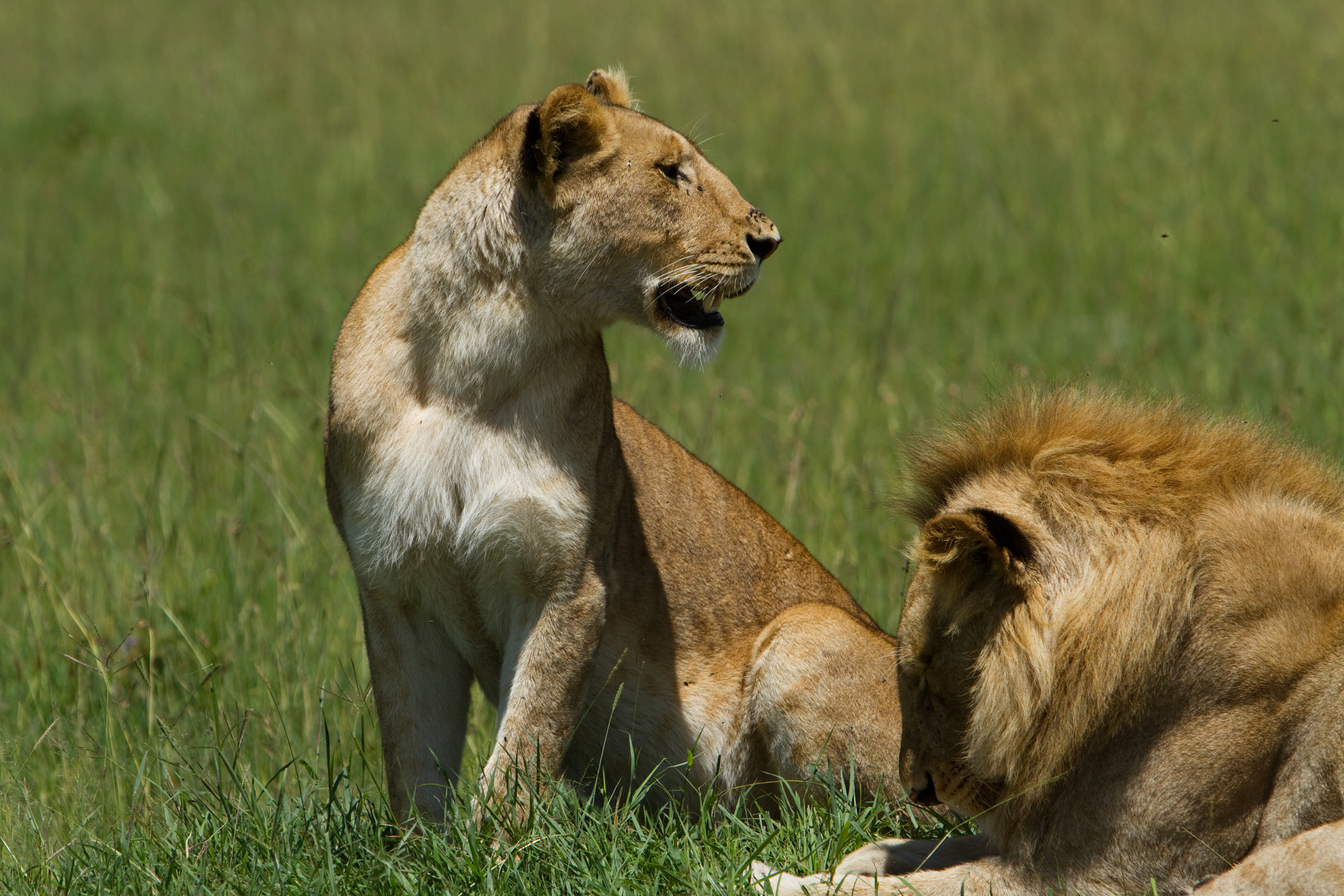 Lions in Kenya