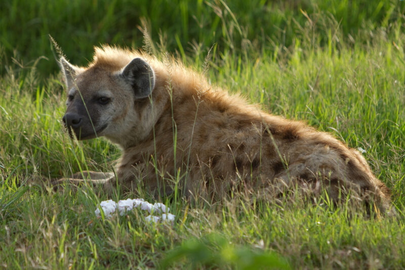 Hiennas — Africa, Kenya, Maasai Mara, Masai Mara, Hienna