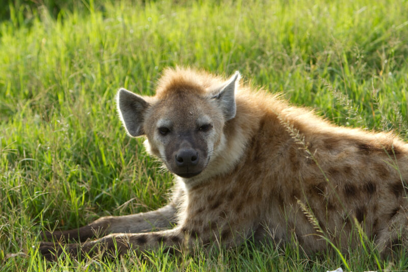 Hiennas — Hyenas in Kenya Maasai Mara — Africa, Kenya, Maasai Mara, Masai Mara, Hienna