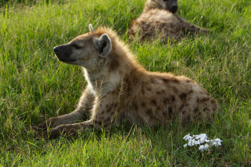 Hiennas — Hyenas in Kenya Maasai Mara — Africa, Kenya, Maasai Mara, Masai Mara, Hienna