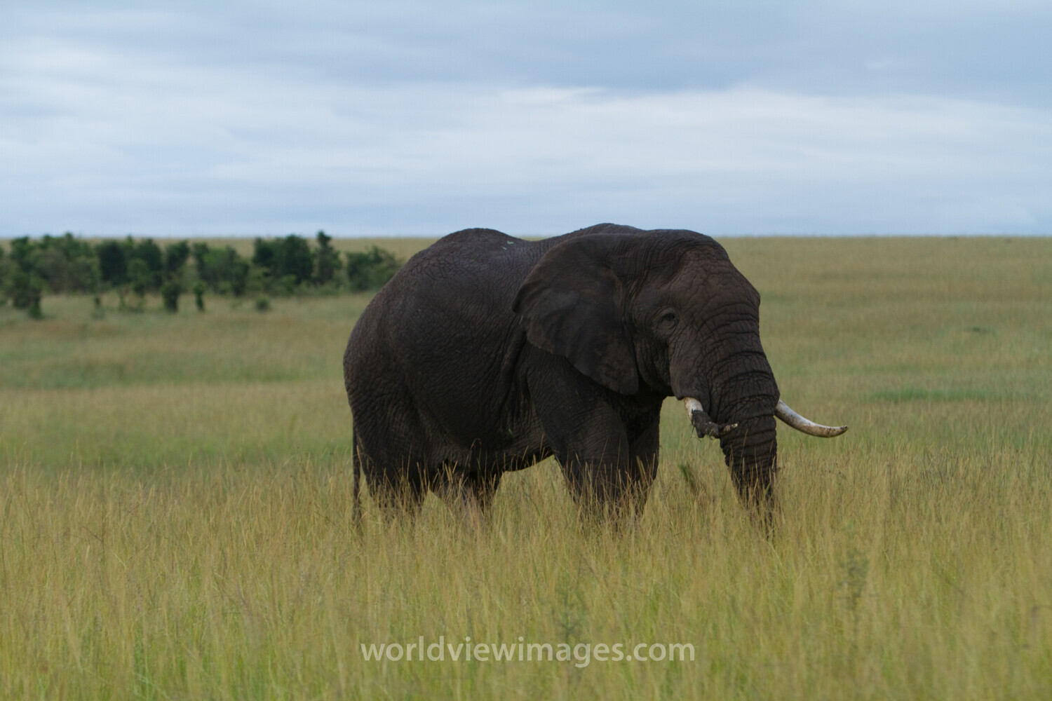 Elephants in Kenya