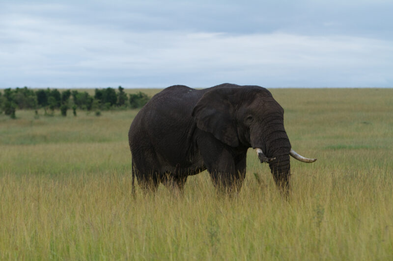 Elephants in Kenya — Elephants of our World — Animals, Elephant, Elephants