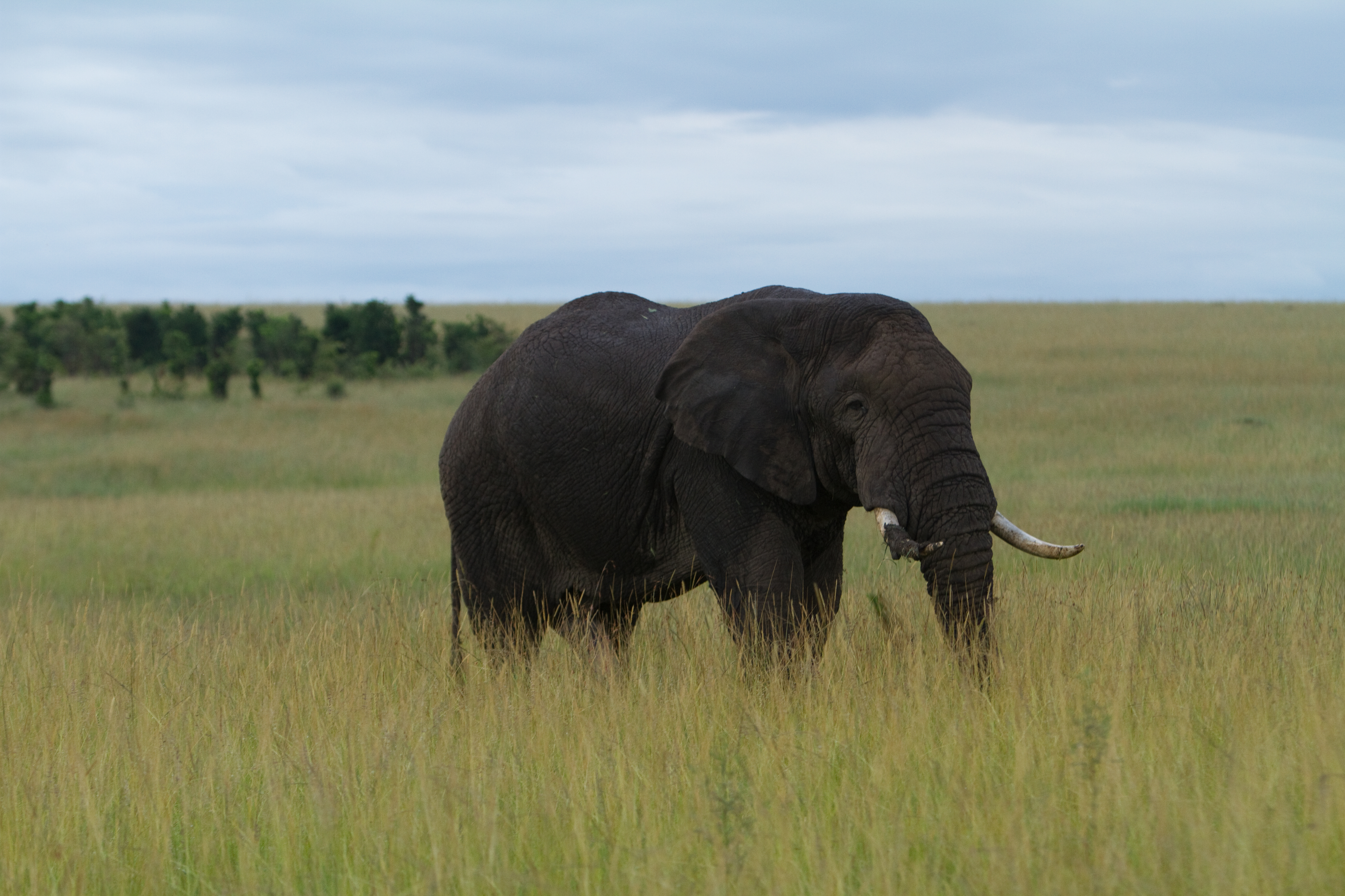 Elephants in Kenya