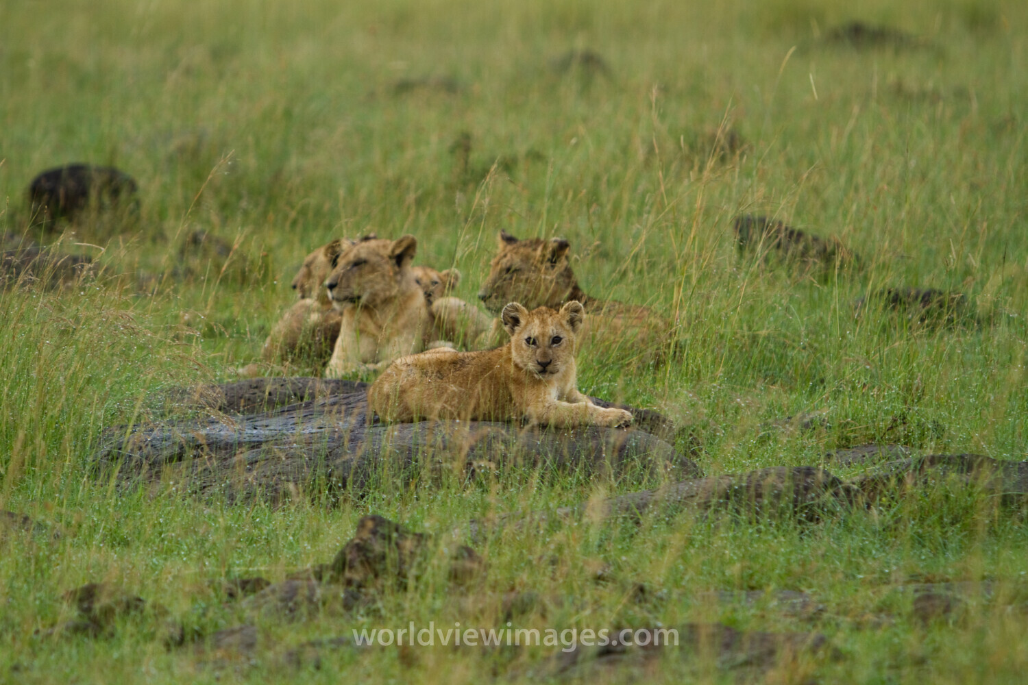 Stock Images of Animals_00396