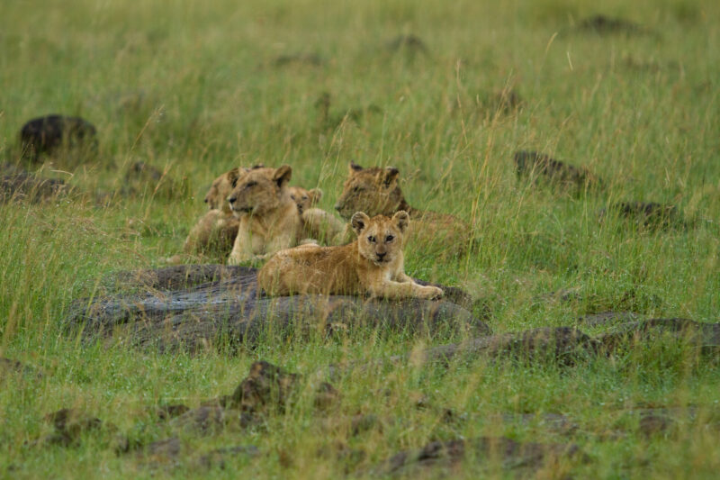 Stock Images of Animals_00396 — Africa, Kenya