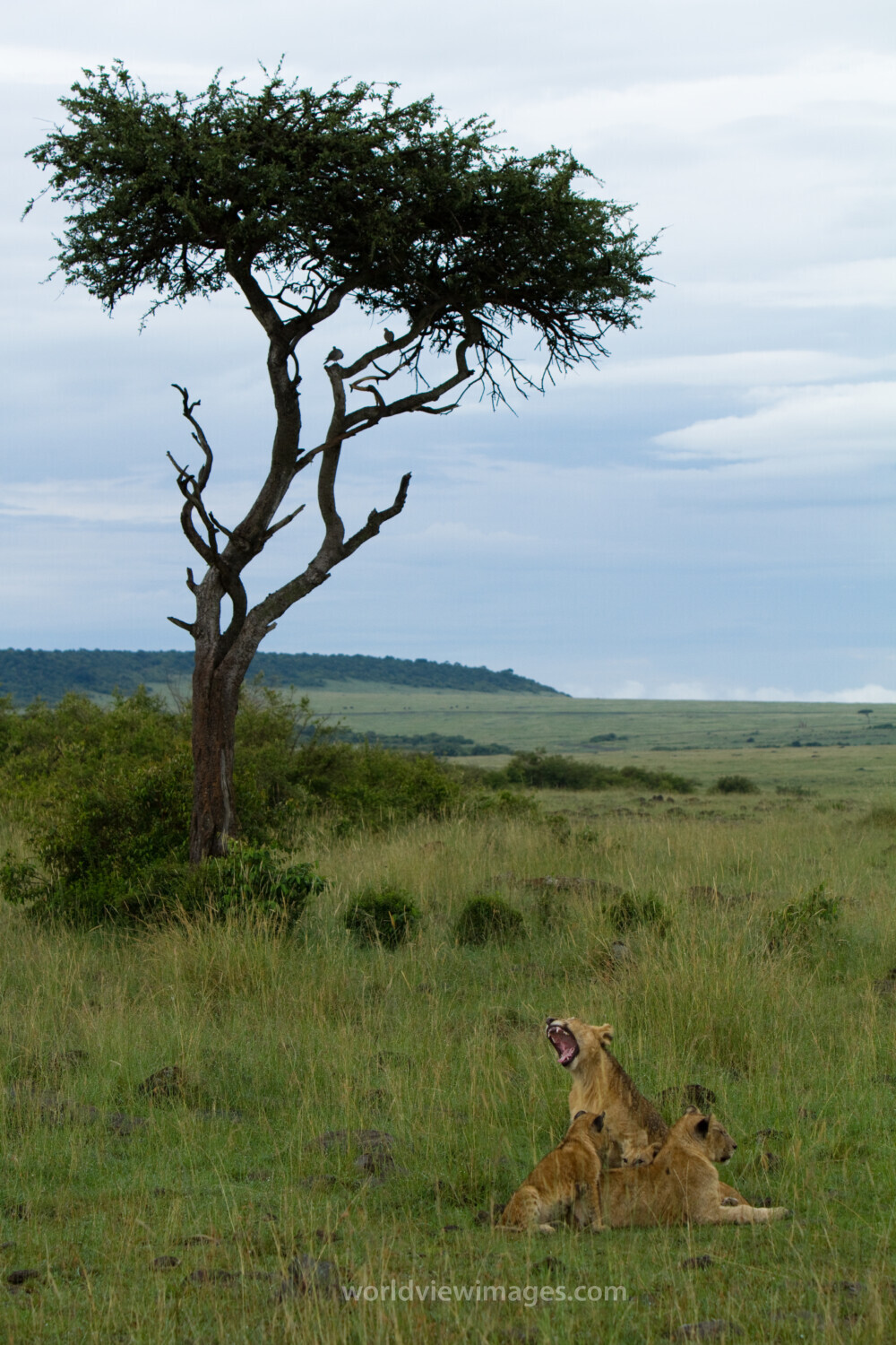 Stock Images of Animals_00397