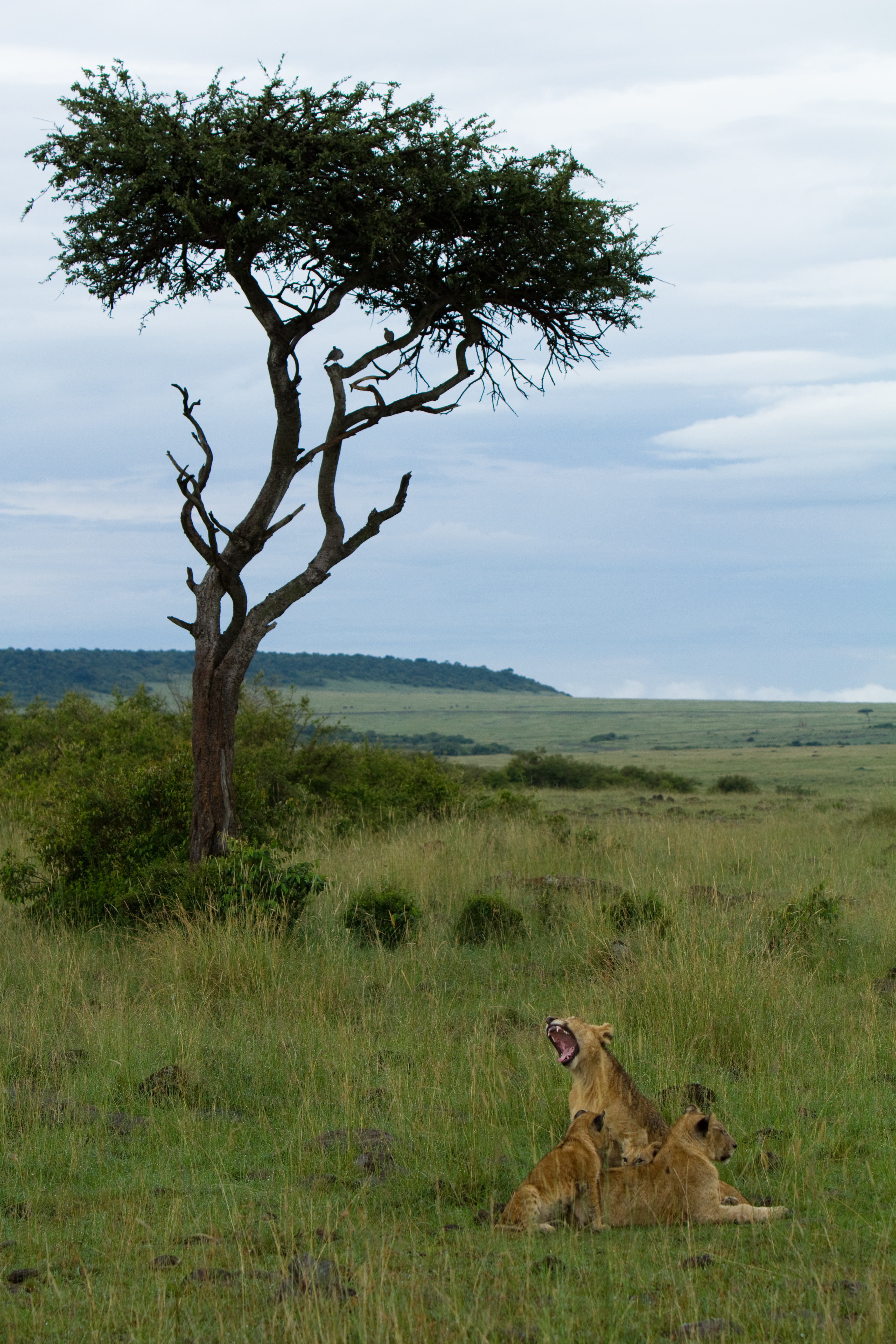 Stock Images of Animals_00397