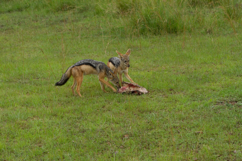 Jackel in Kenya — Jackels in Masai Mara GamePark in Kenya Maasai Mara — Africa, Kenya, animal, animals, Maasai Mara