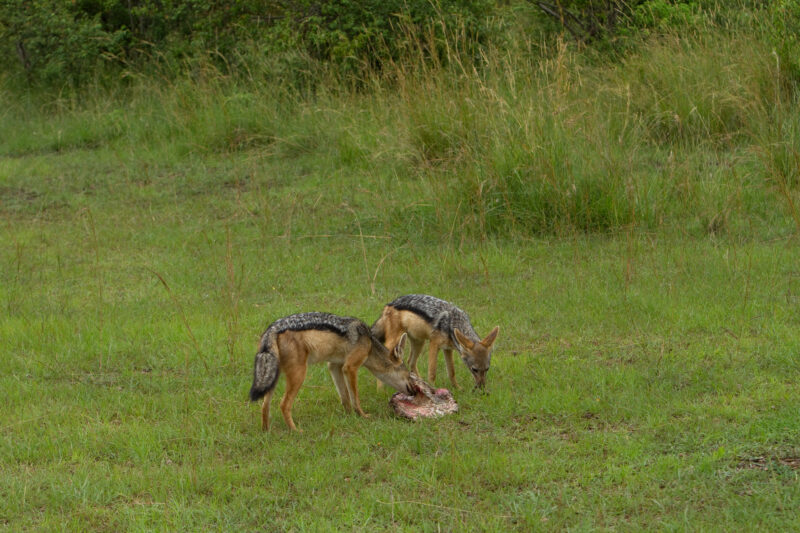 Jackel in Kenya — Jackels in Masai Mara GamePark in Kenya Maasai Mara — Africa, Kenya, animal, animals, Maasai Mara
