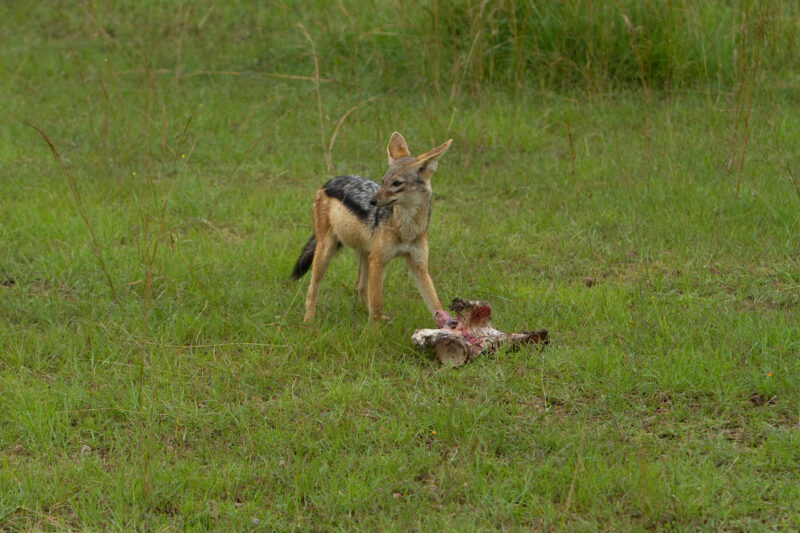 Jackel in Kenya — Jackels in Masai Mara GamePark in Kenya Maasai Mara — Africa, Kenya, animal, animals, Maasai Mara