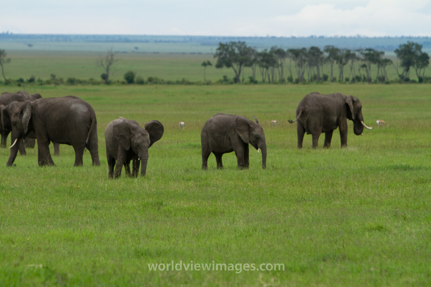 Elephants in Kenya