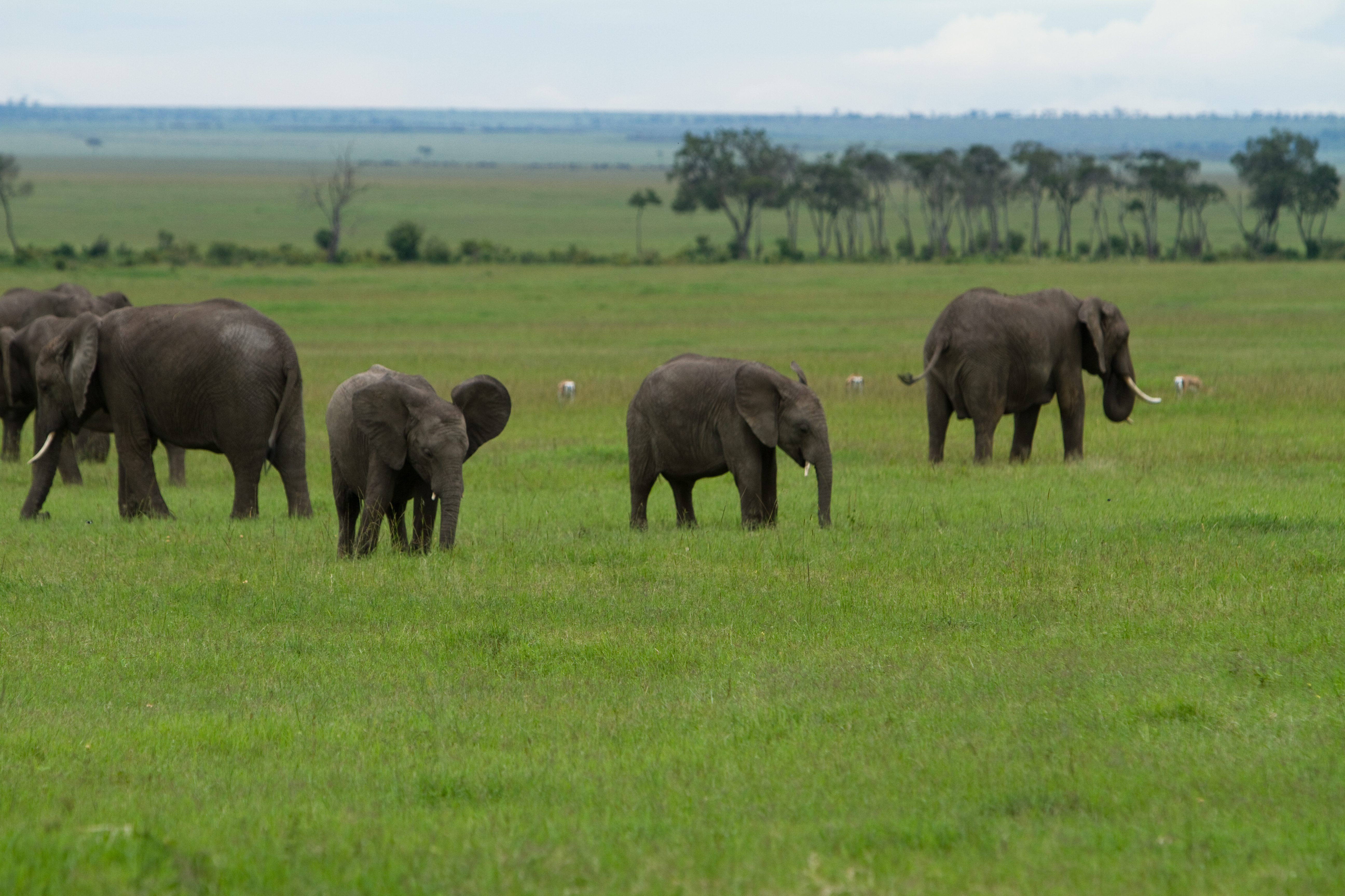 Elephants in Kenya