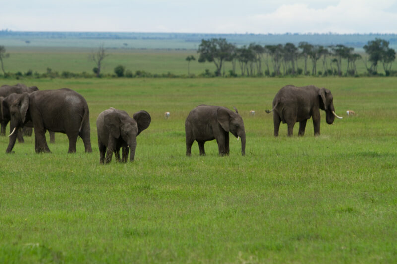 Elephants in Kenya — Elephants of our World — Animals, Elephant, Elephants