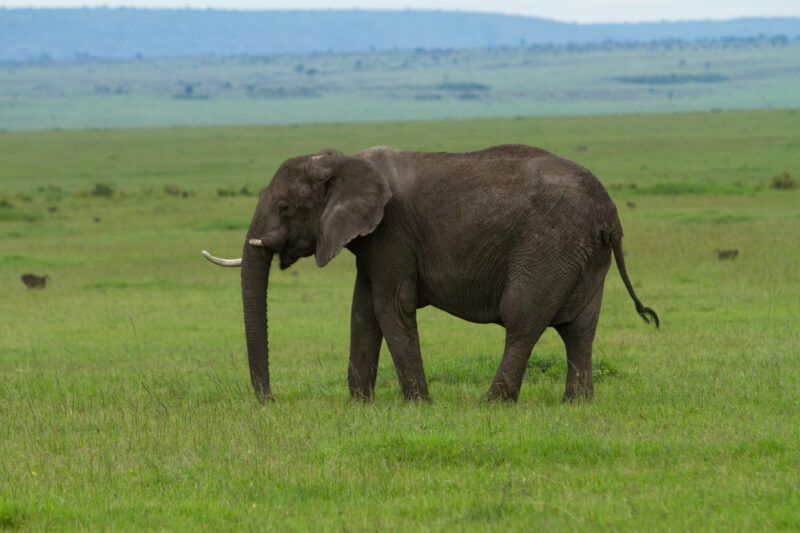 Elephants in Kenya — Elephants of our World — Animals, Elephant, Elephants