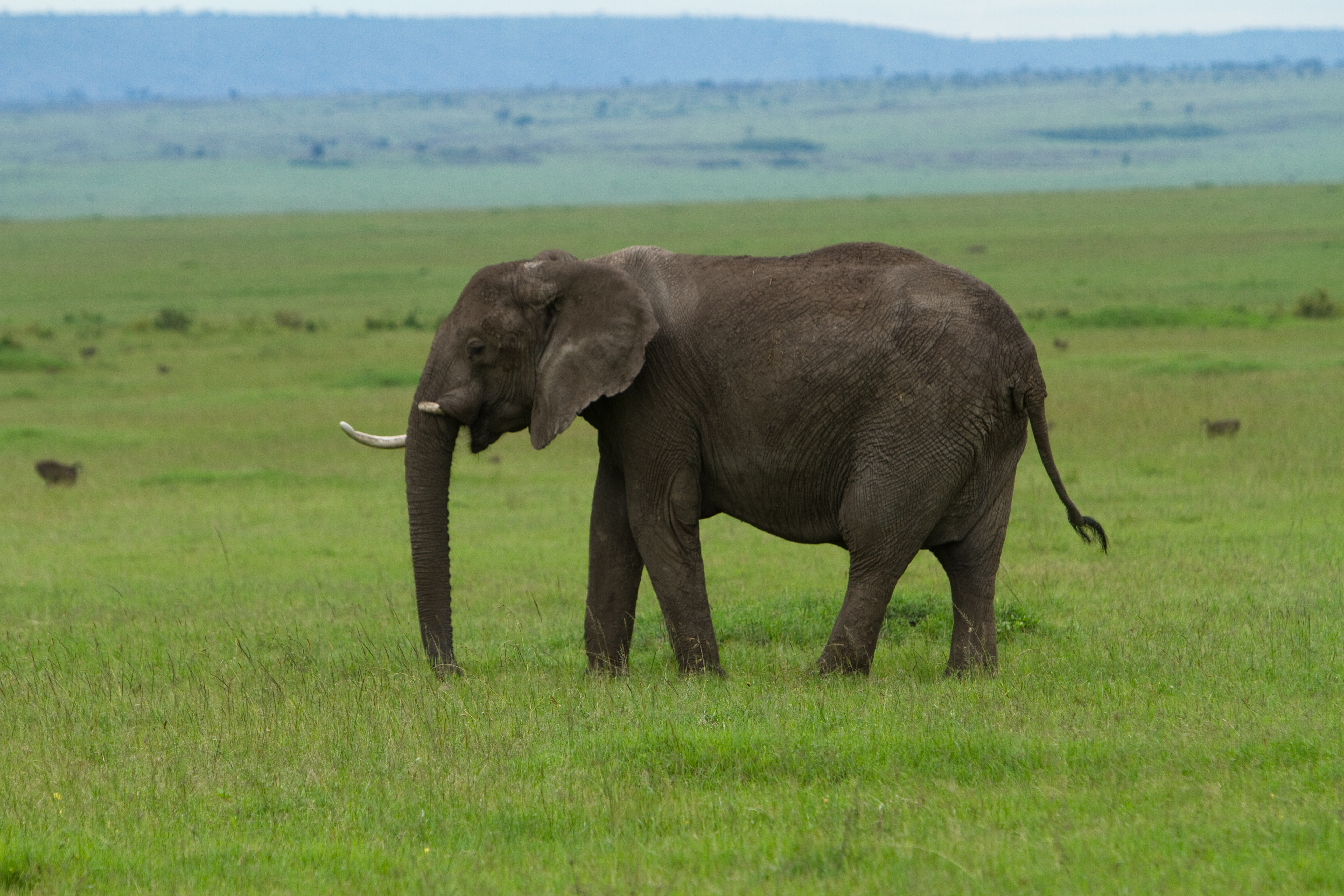 Elephants in Kenya