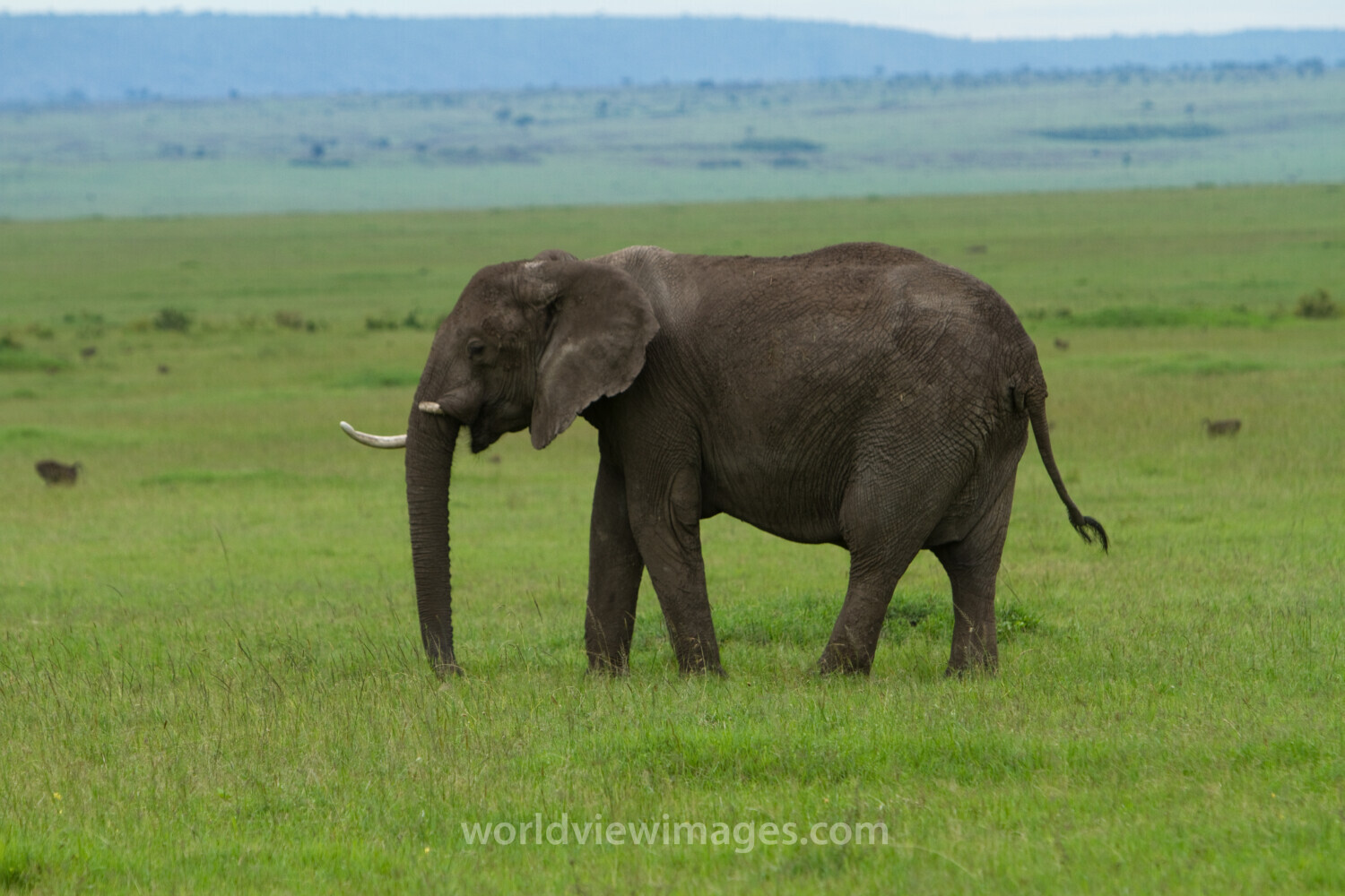 Elephants in Kenya