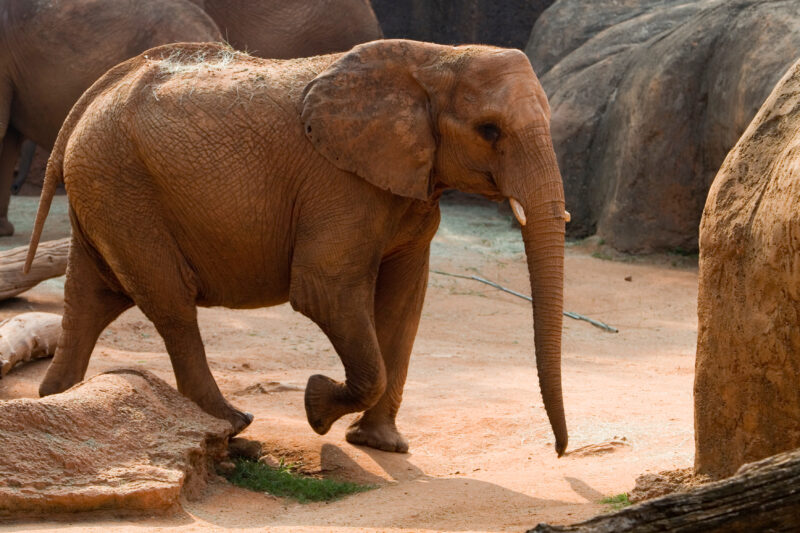 Elephant in Zoo — Elephants of our World — Animals, Elephant, Elephants