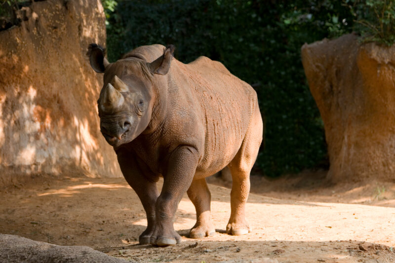 Rinosorous — Animals of our World — Animals, Rinosorous, Rino, Rinos