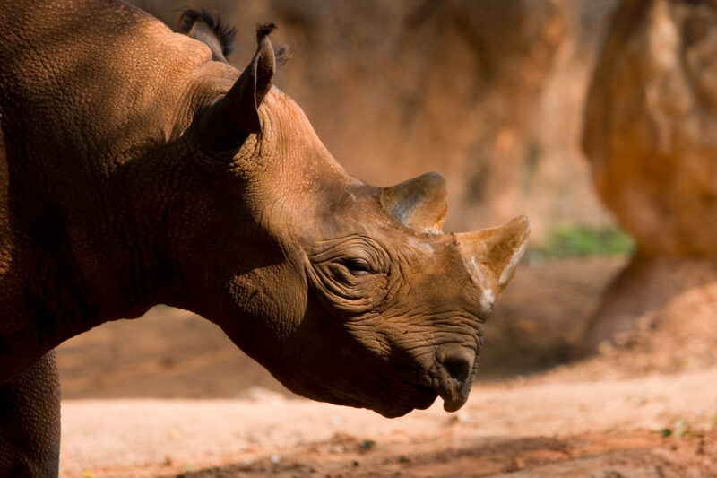 Rinosorous — Animals of our World — Animals, Rinosorous, Rino, Rinos