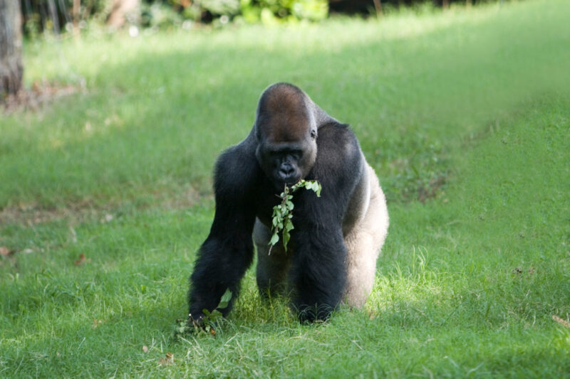 Gorilla — Animals, Gorilla, gorillas