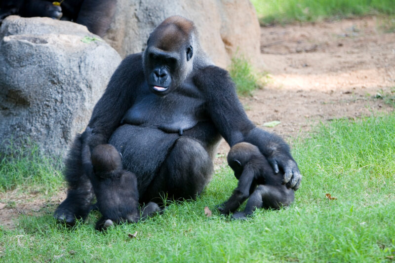 Gorilla — Animals, Gorilla, gorillas