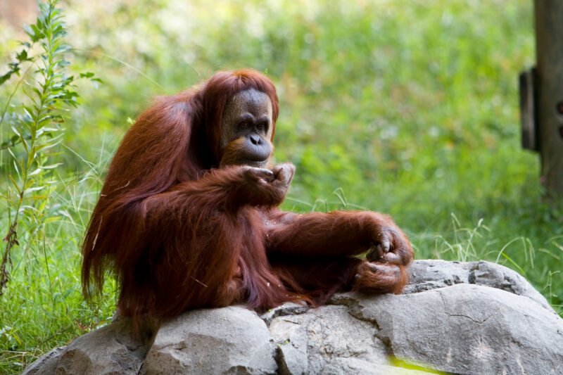 Orangutan — Animals, Orangutan, Orangutans